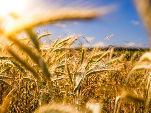 Farming Wheat